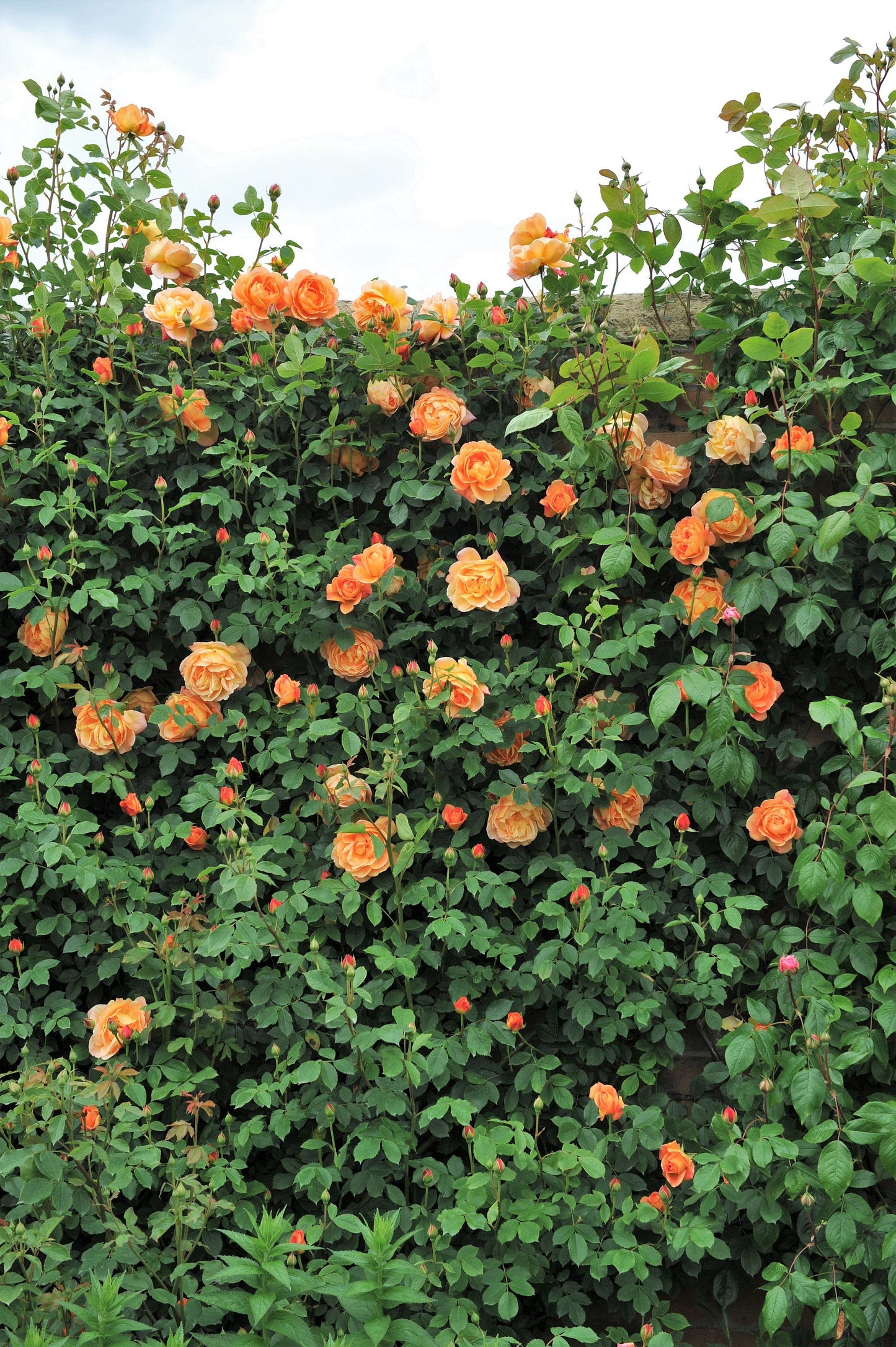 Orange Climbing Rose Seeds – Grow Vibrant Fragrant Rose Vines in Your Garden