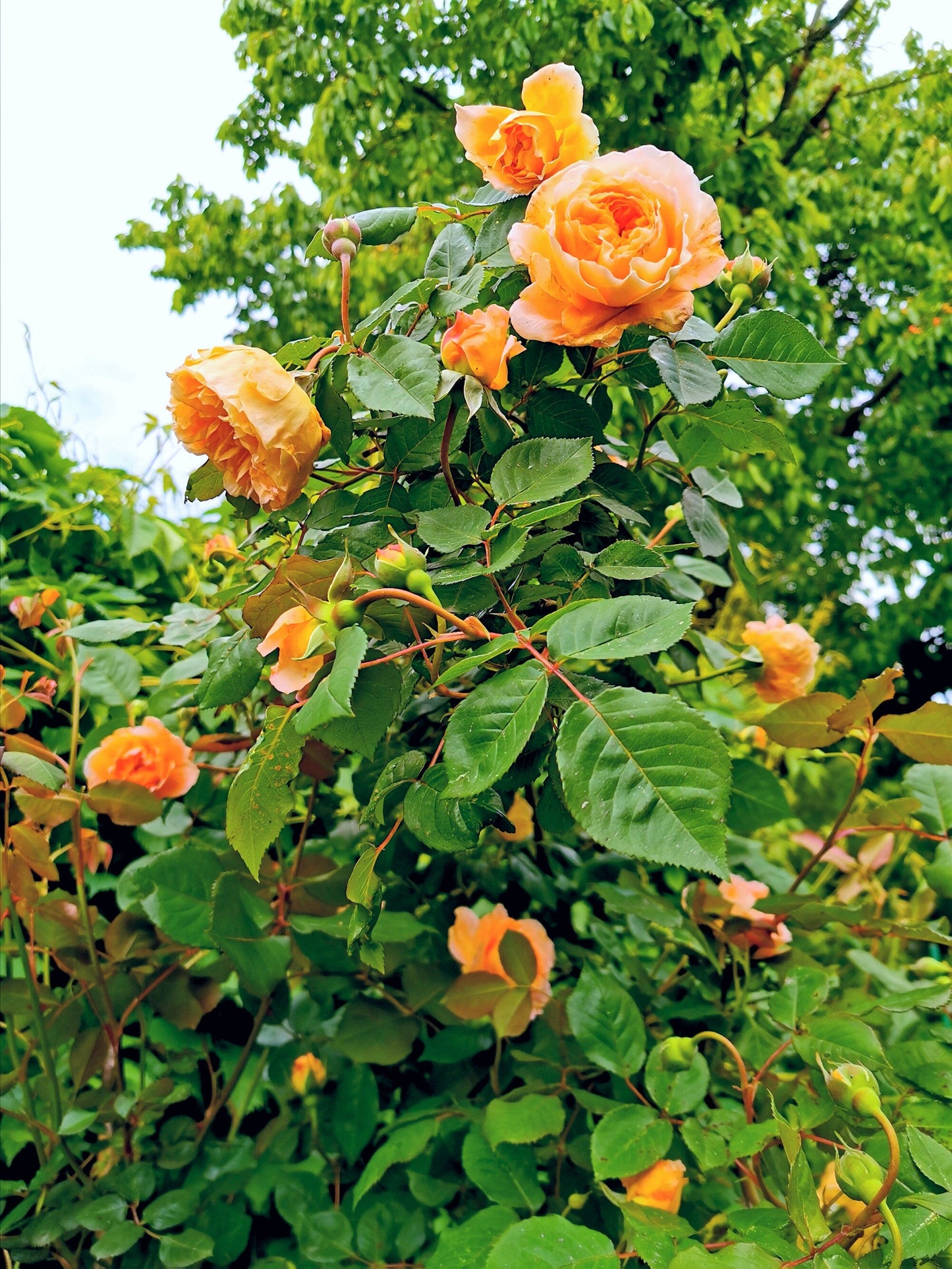 Orange Climbing Rose Seeds – Grow Vibrant Fragrant Rose Vines in Your Garden