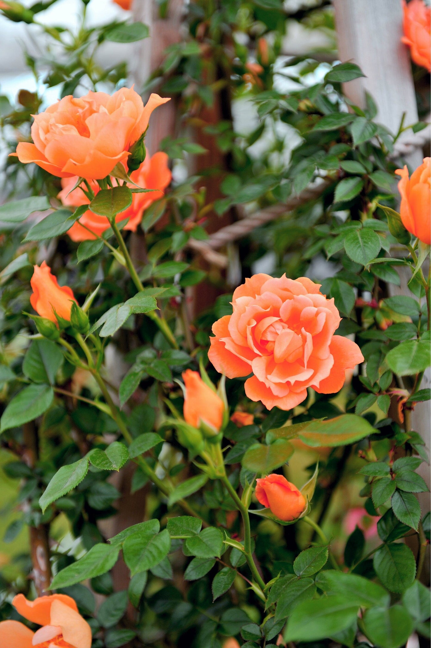 Orange Climbing Rose Seeds – Grow Vibrant Fragrant Rose Vines in Your Garden