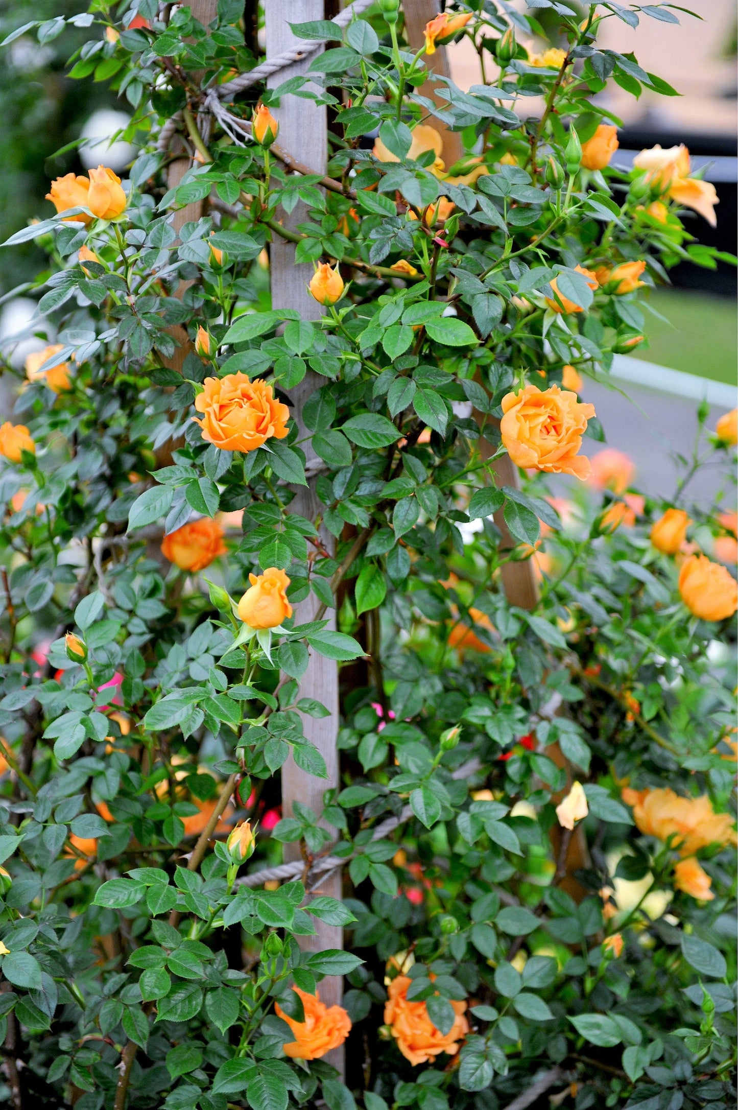 Orange Climbing Rose Seeds – Grow Vibrant Fragrant Rose Vines in Your Garden
