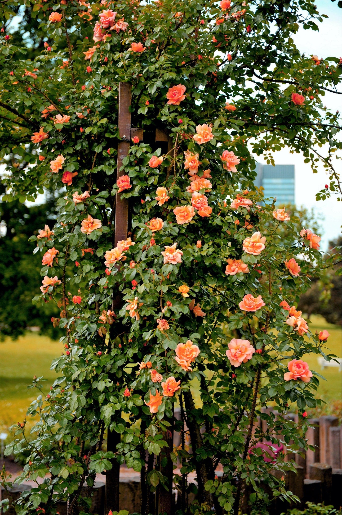 Orange Climbing Rose Seeds – Grow Vibrant Fragrant Rose Vines in Your Garden