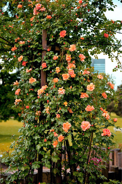 Orange Climbing Rose Seeds – Grow Vibrant Fragrant Rose Vines in Your Garden