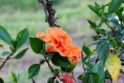 Orange Climbing Rose Seeds – Grow Vibrant Fragrant Rose Vines in Your Garden