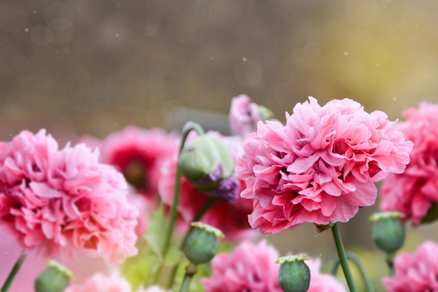 Organic Rose Peony Poppy Seeds – Grow Stunning Peony-Like Flowers in Your Garden