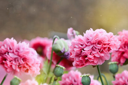 Organic Rose Peony Poppy Seeds – Grow Stunning Peony-Like Flowers in Your Garden