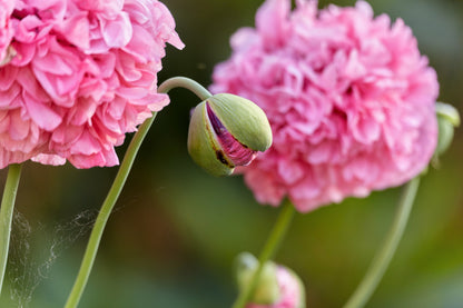 Organic Rose Peony Poppy Seeds – Grow Stunning Peony-Like Flowers in Your Garden