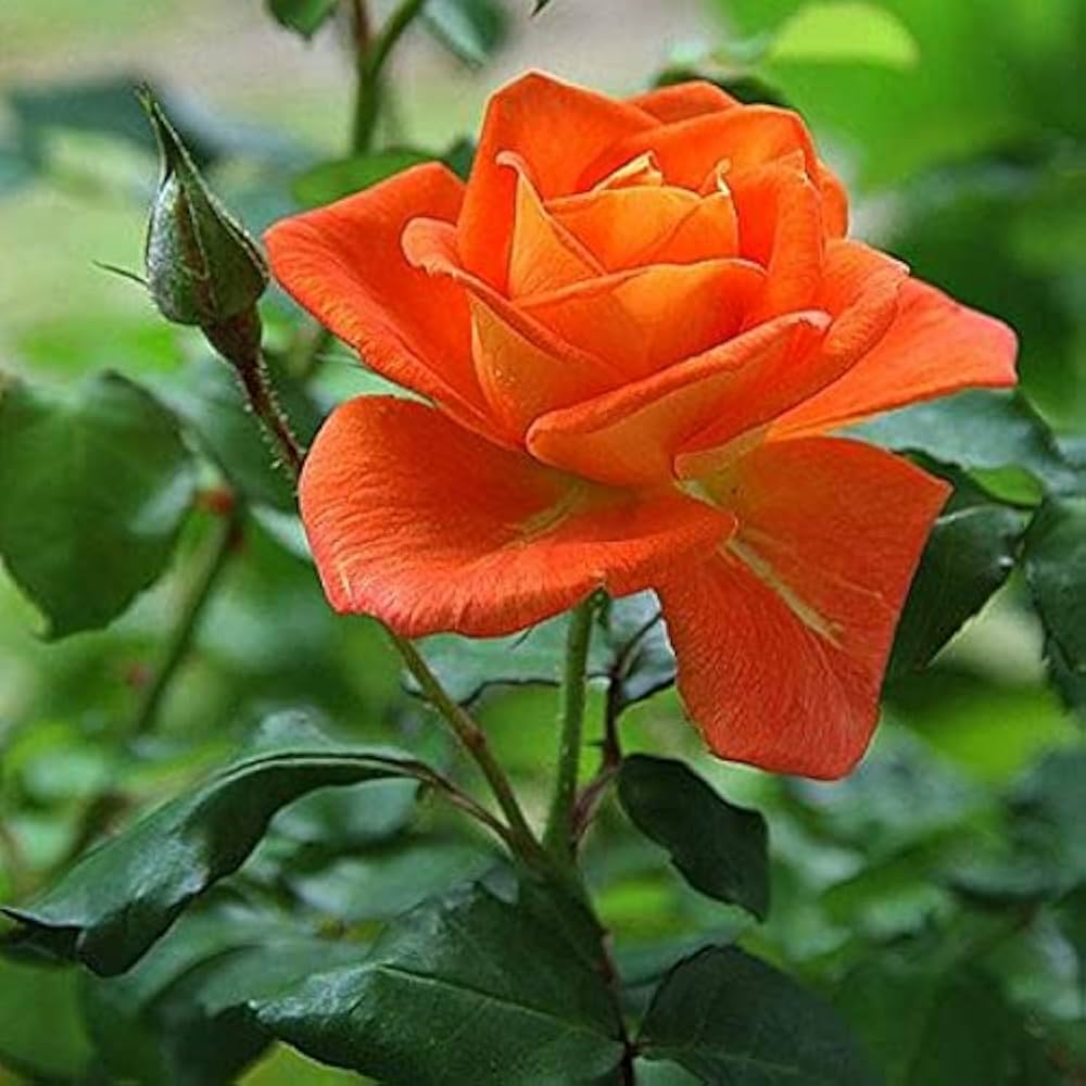 Rare Orange Rose Seeds – Beautiful Orange Roses for Your Garden