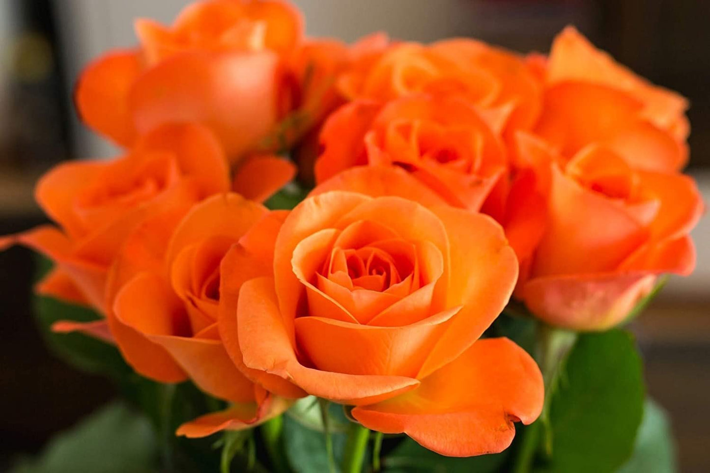 Rare Orange Rose Seeds – Beautiful Orange Roses for Your Garden
