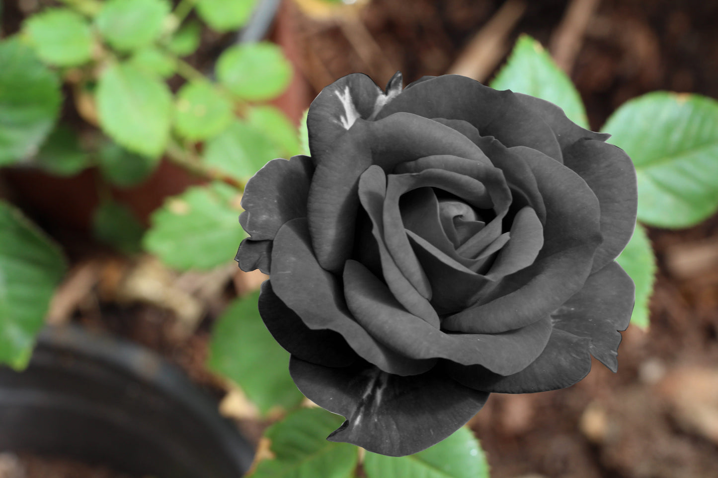 Black Rose Seeds – Grow Mysterious Dark Maroon Roses in Your Garden