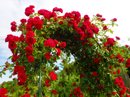 Red Climbing Rose Seeds – Grow Beautiful Fragrant Rose Vines in Your Garden