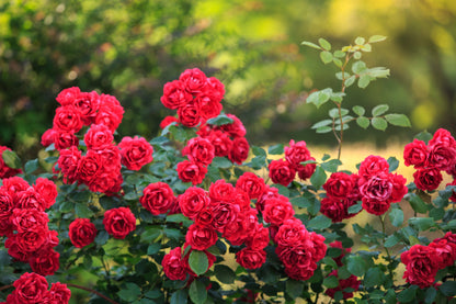 Red Climbing Rose Seeds – Grow Beautiful Fragrant Rose Vines in Your Garden