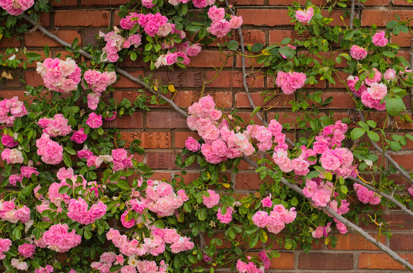 Pink Climbing Rose Seeds – Grow Beautiful Fragrant Rose Vines in Your Garden