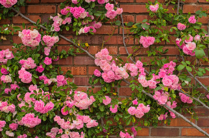 Pink Climbing Rose Seeds – Grow Beautiful Fragrant Rose Vines in Your Garden