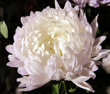 Duchess White Paeony Aster Seeds – Grow Elegant Peony-Like White Flowers in Your Garden