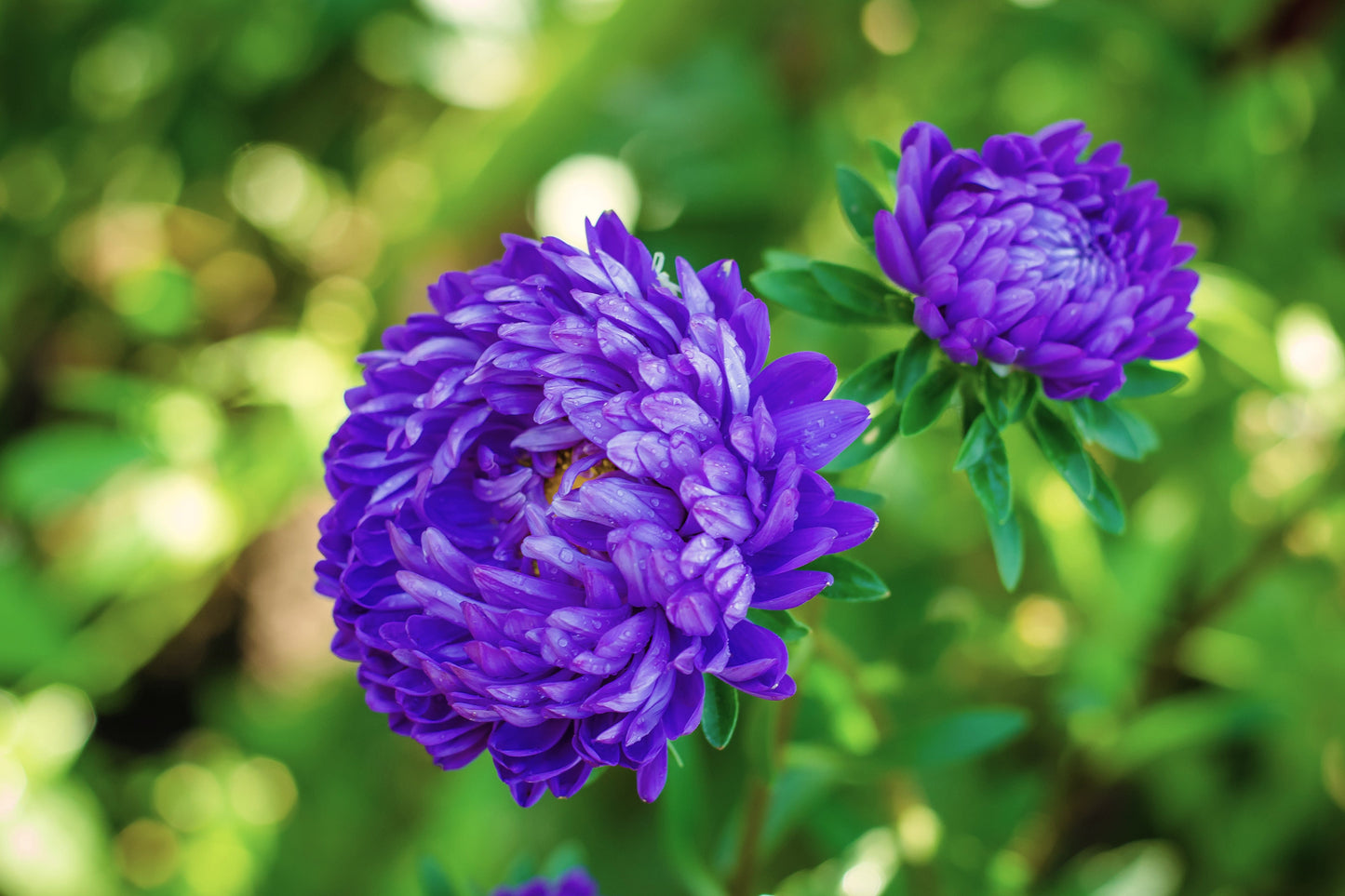Duchess Dark Blue Paeony Aster Seeds – Grow Rare Peony-Like Blue Flowers in Your Garden