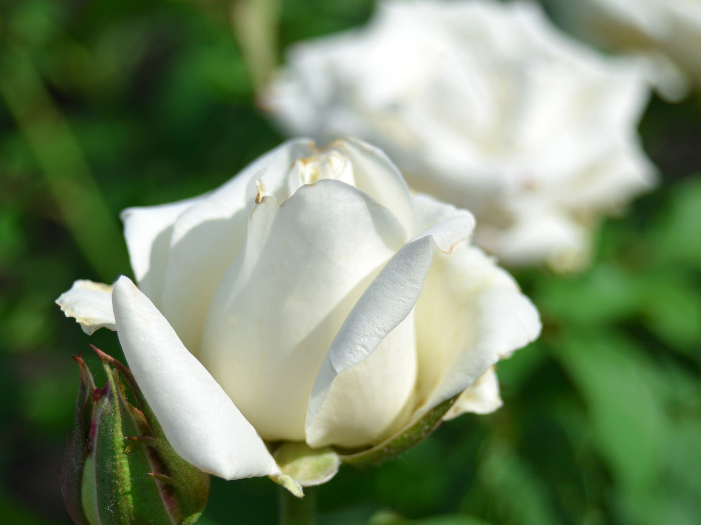 White Rose Seeds – Grow Elegant Bridal Roses in Your Garden