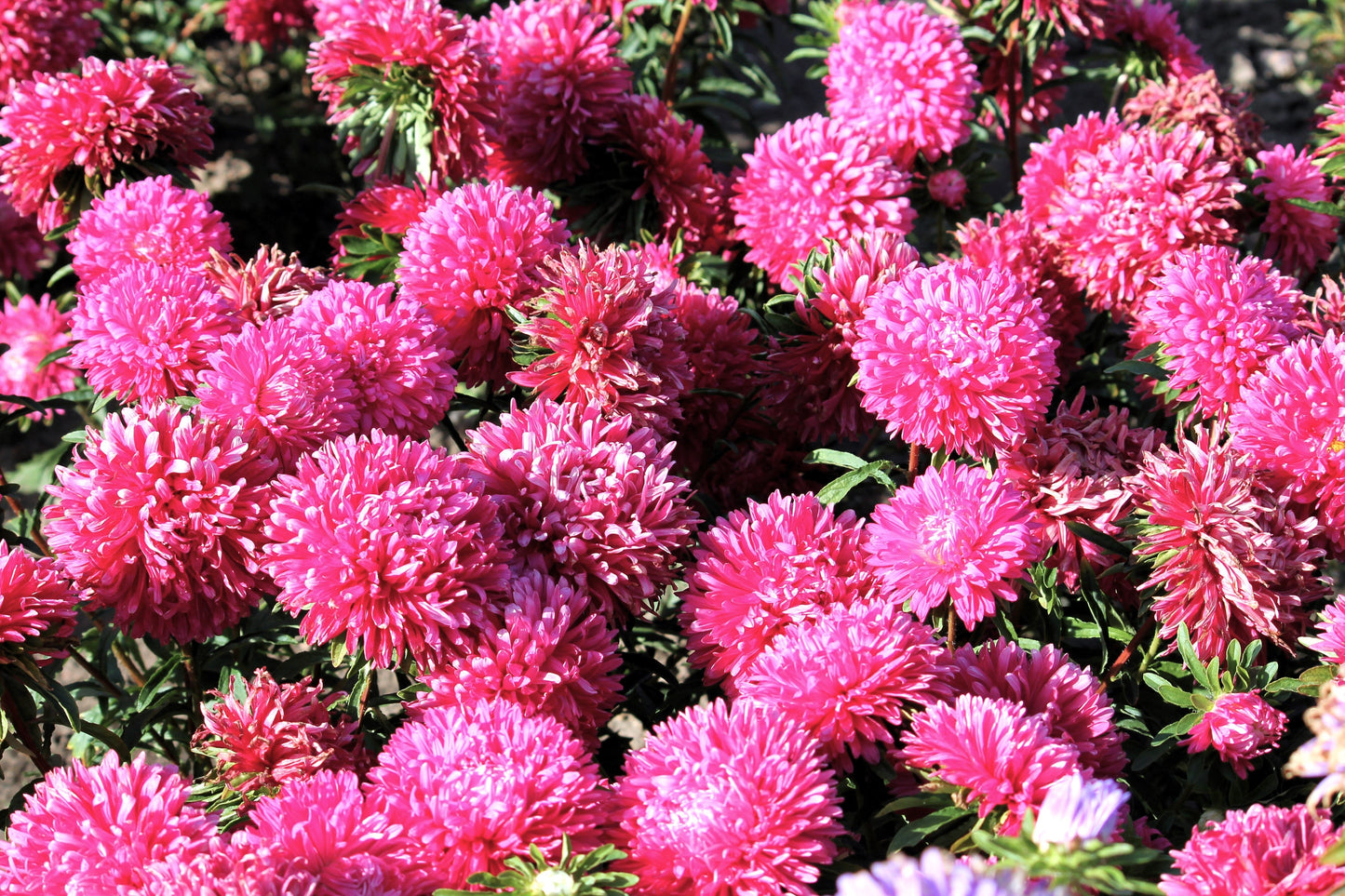 Duchess Pink Paeony Aster Seeds – Grow Romantic Peony-Like Pink Flowers in Your Garden