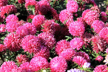 Duchess Pink Paeony Aster Seeds – Grow Romantic Peony-Like Pink Flowers in Your Garden