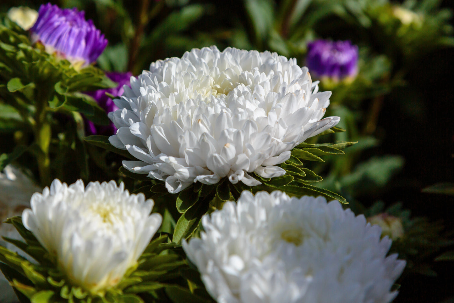 Duchess White Paeony Aster Seeds – Grow Elegant Peony-Like White Flowers in Your Garden