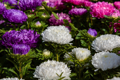 Duchess White Paeony Aster Seeds – Grow Elegant Peony-Like White Flowers in Your Garden
