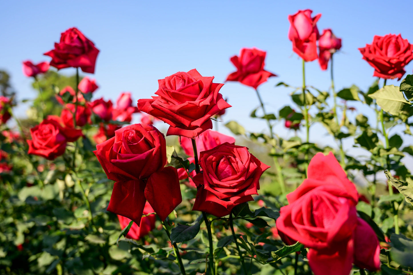 Red Rose Seeds – Grow Timeless Fragrant Roses in Your Garden
