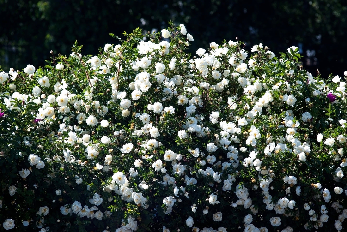 White Rose Seeds – Grow Elegant Bridal Roses in Your Garden