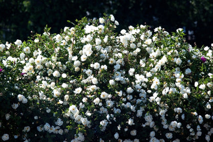 White Rose Seeds – Grow Elegant Bridal Roses in Your Garden