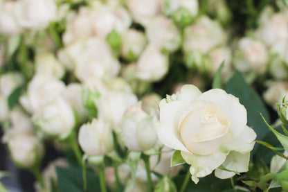 White Rose Seeds – Grow Elegant Bridal Roses in Your Garden