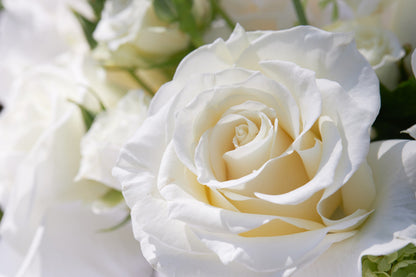 White Rose Seeds – Grow Elegant Bridal Roses in Your Garden