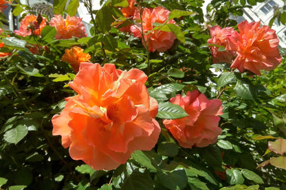Orange Climbing Rose Seeds – Grow Vibrant Fragrant Rose Vines in Your Garden