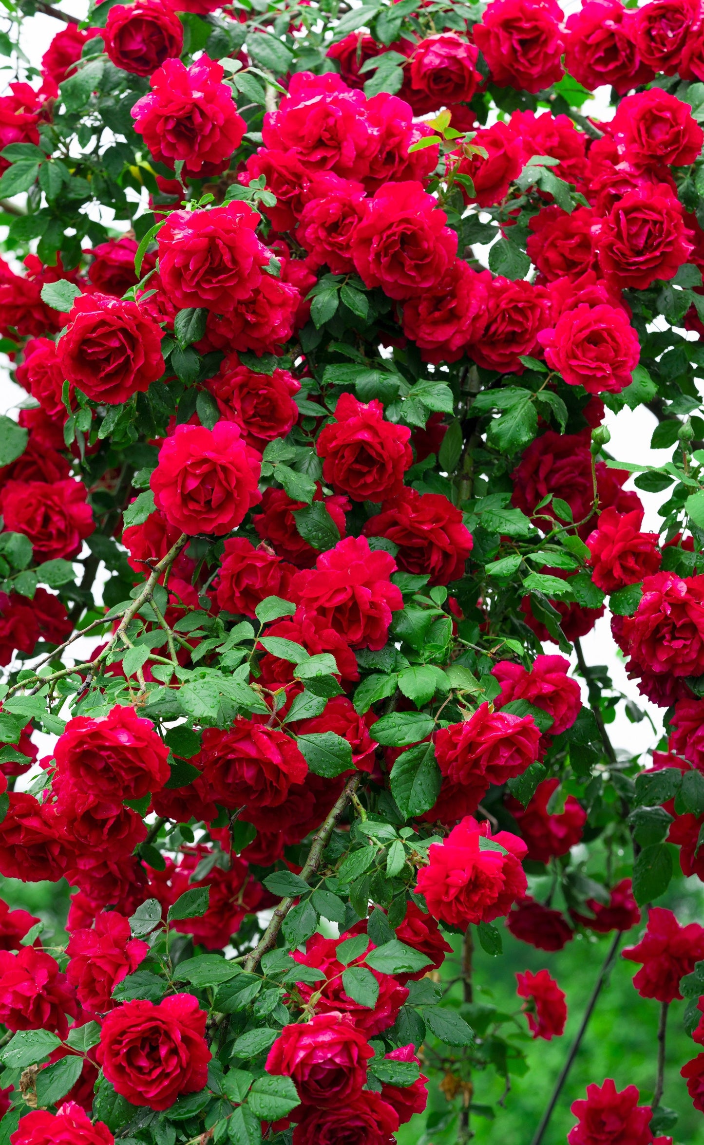 Red Climbing Rose Seeds – Grow Beautiful Fragrant Rose Vines in Your Garden