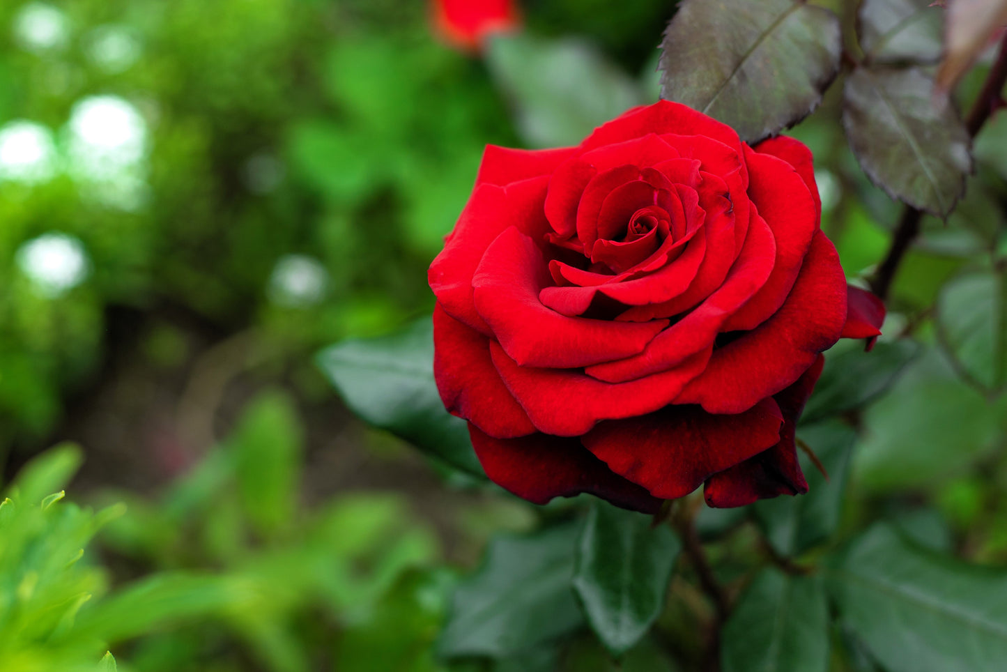 Red Rose Seeds – Grow Timeless Fragrant Roses in Your Garden