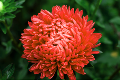 Scarlet Paeony Aster Seeds – Grow Vibrant Peony-Like Red Flowers in Your Garden