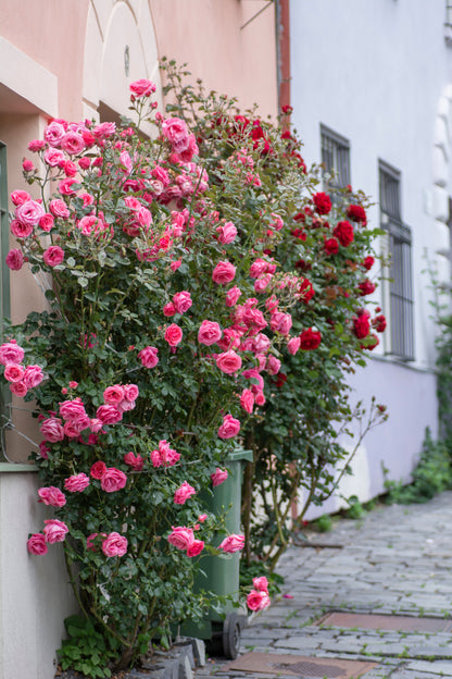 Pink Climbing Rose Seeds – Grow Beautiful Fragrant Rose Vines in Your Garden