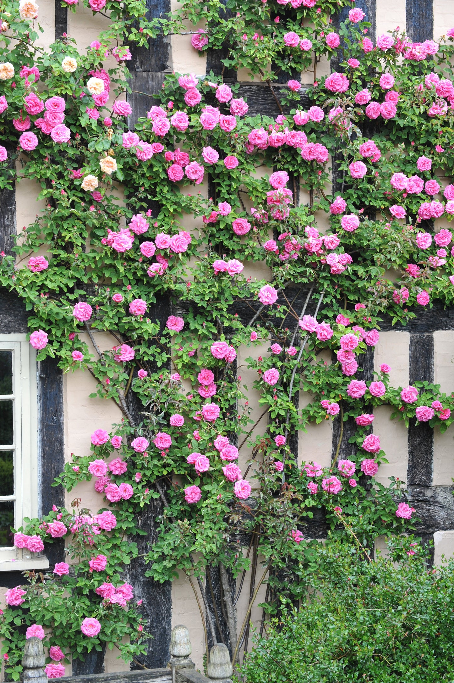 Pink Climbing Rose Seeds – Grow Beautiful Fragrant Rose Vines in Your Garden