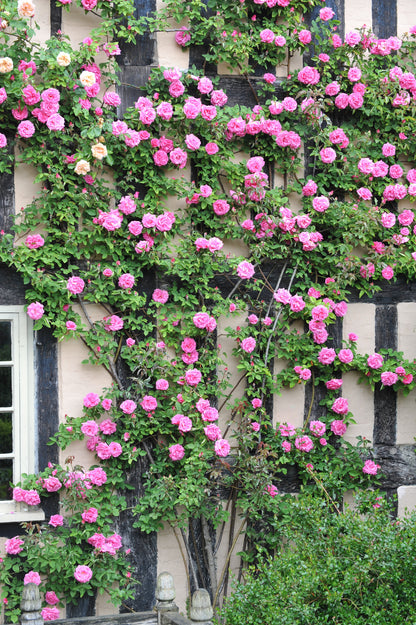 Pink Climbing Rose Seeds – Grow Beautiful Fragrant Rose Vines in Your Garden