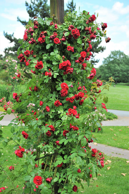 Red Climbing Rose Seeds – Grow Beautiful Fragrant Rose Vines in Your Garden