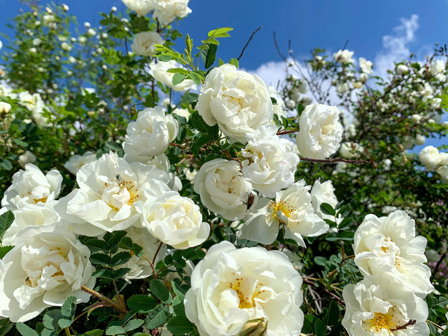 White Rose Seeds – Grow Elegant Bridal Roses in Your Garden