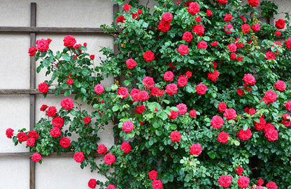 Red Climbing Rose Seeds – Grow Beautiful Fragrant Rose Vines in Your Garden