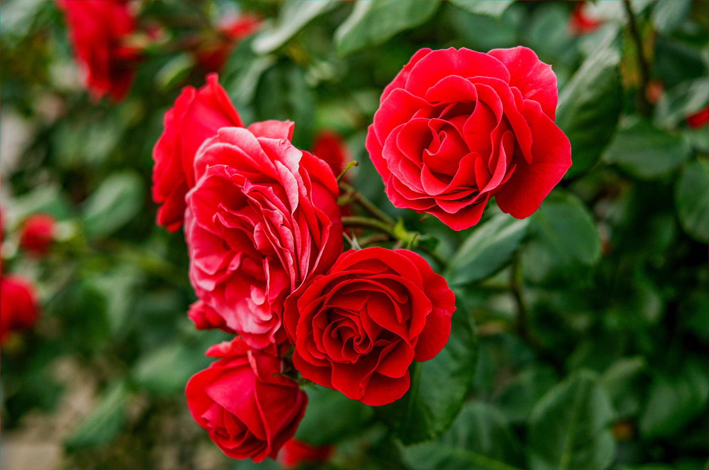 Red Climbing Rose Seeds – Grow Beautiful Fragrant Rose Vines in Your Garden