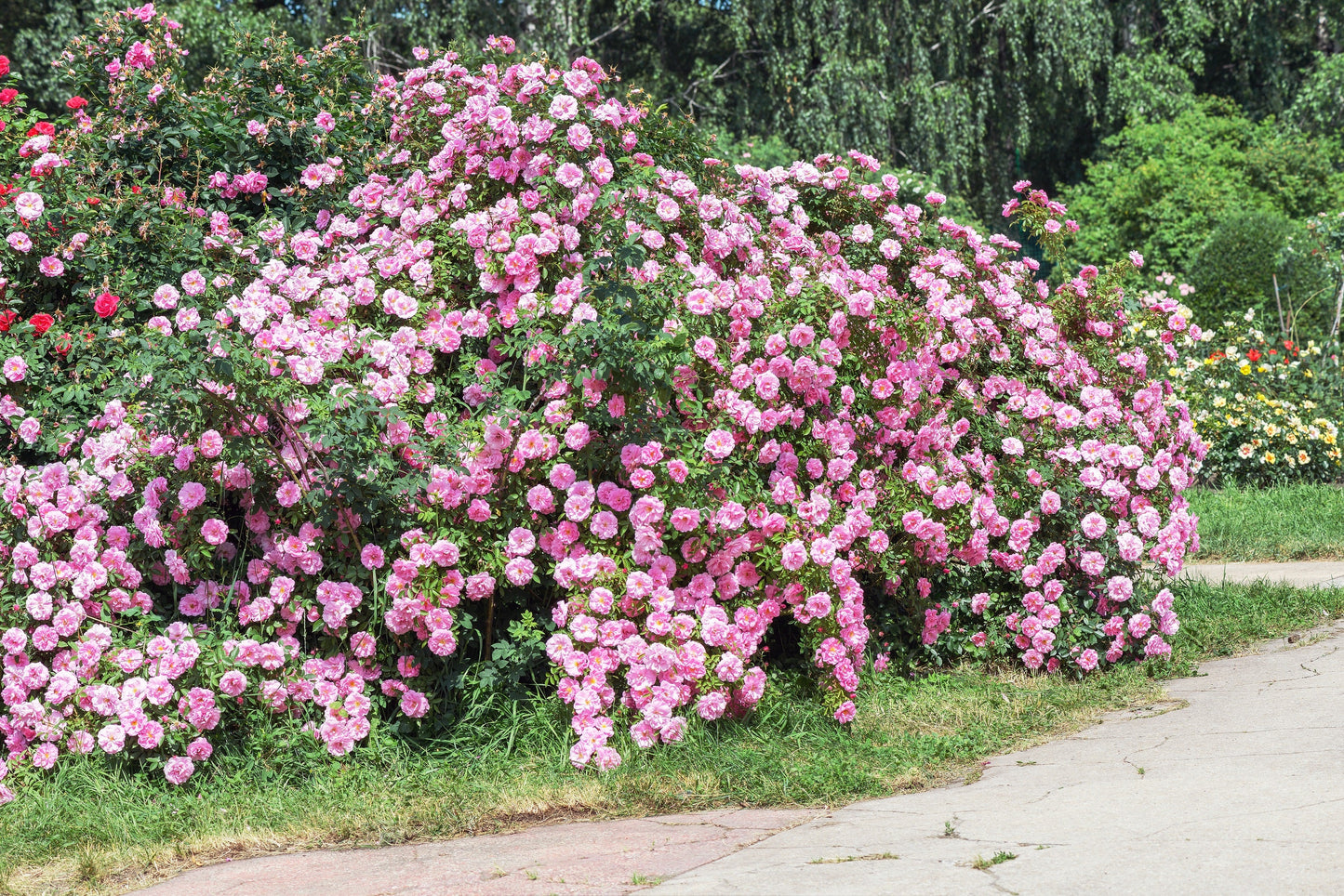 Pink Climbing Rose Seeds – Grow Beautiful Fragrant Rose Vines in Your Garden