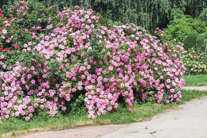 Pink Climbing Rose Seeds – Grow Beautiful Fragrant Rose Vines in Your Garden
