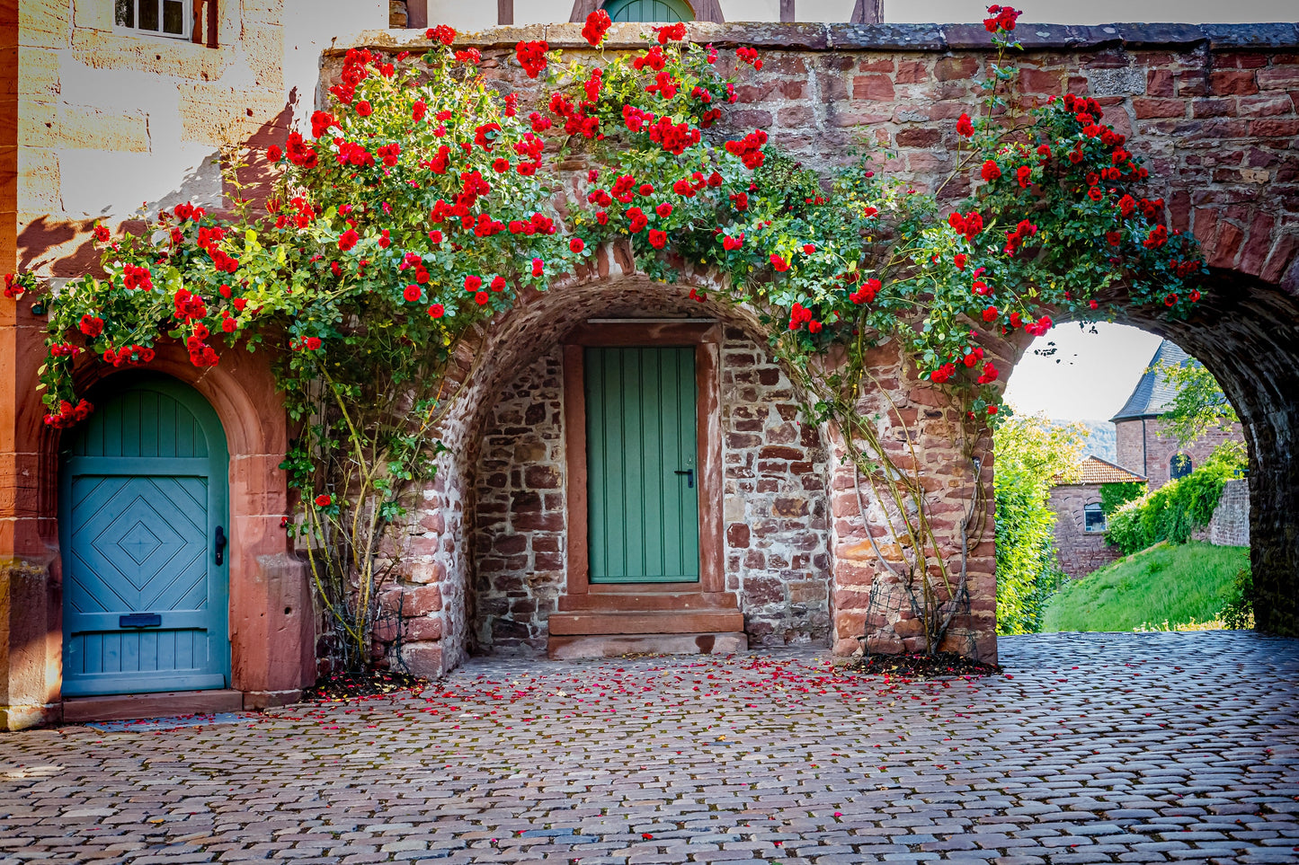 Red Climbing Rose Seeds – Grow Beautiful Fragrant Rose Vines in Your Garden