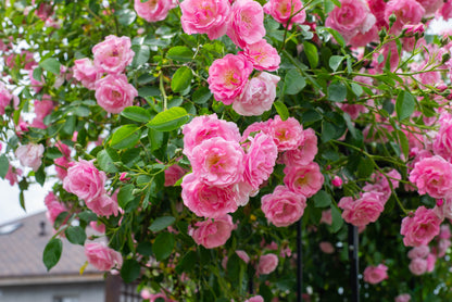 Pink Climbing Rose Seeds – Grow Beautiful Fragrant Rose Vines in Your Garden