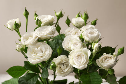 White Rose Seeds – Grow Elegant Bridal Roses in Your Garden