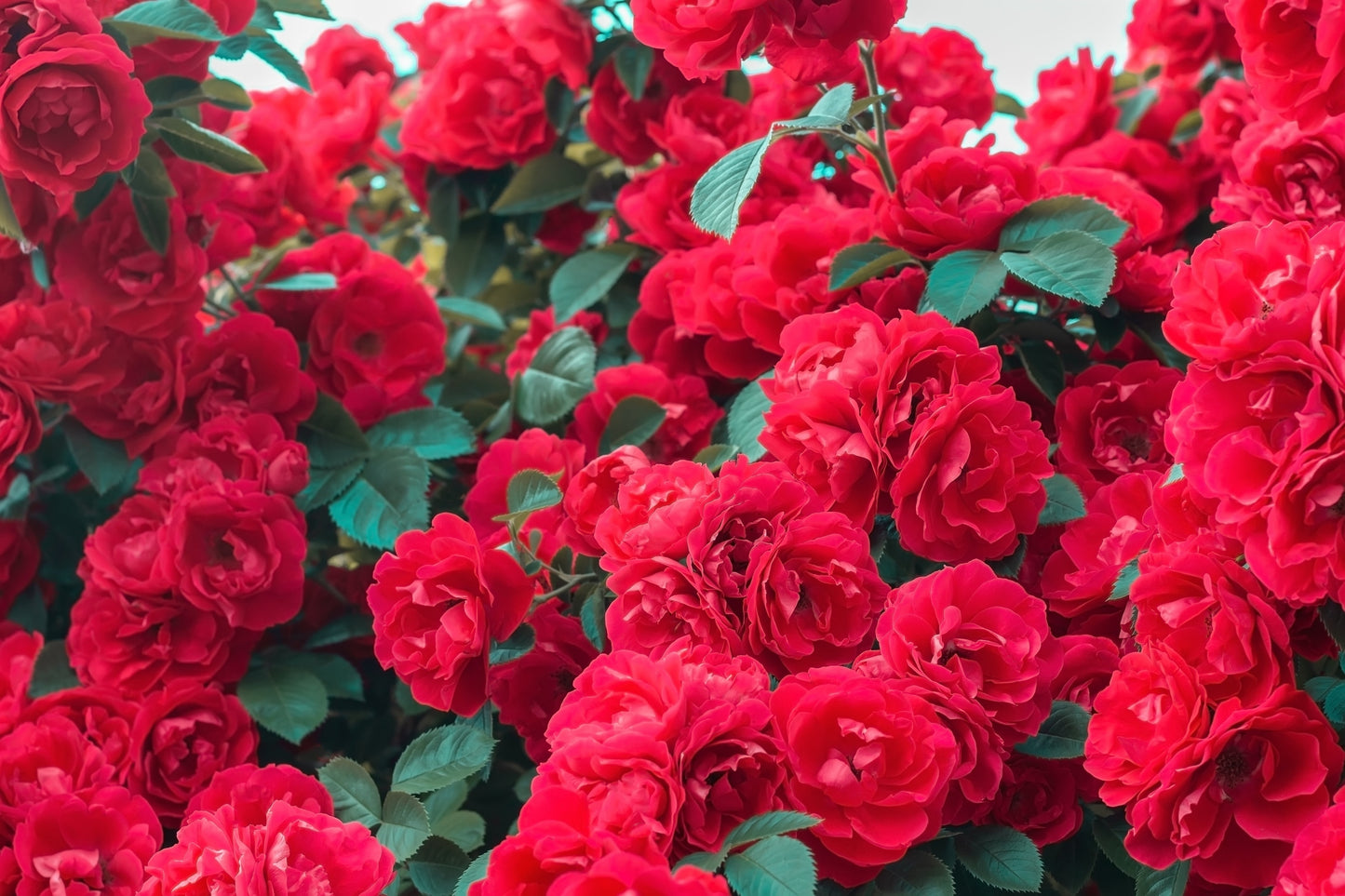 Red Climbing Rose Seeds – Grow Beautiful Fragrant Rose Vines in Your Garden