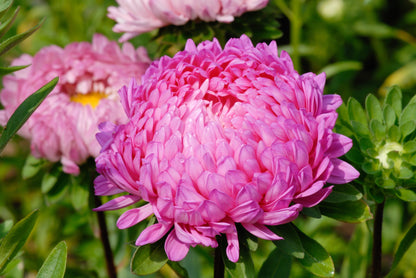 Duchess Pink Paeony Aster Seeds – Grow Romantic Peony-Like Pink Flowers in Your Garden