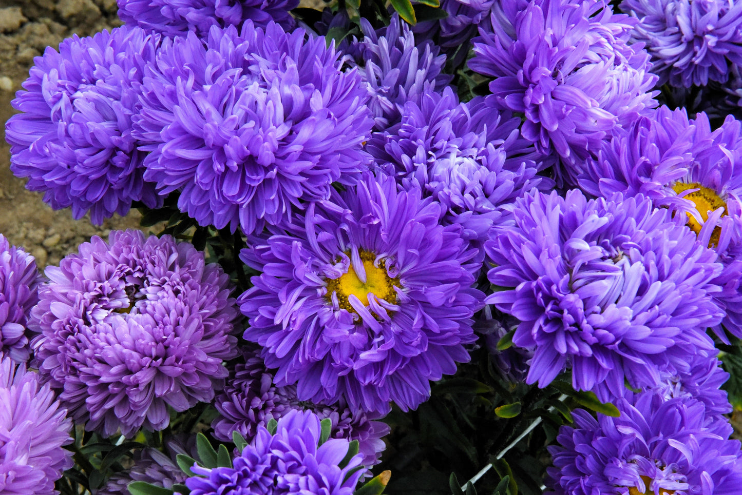 Duchess Dark Blue Paeony Aster Seeds – Grow Rare Peony-Like Blue Flowers in Your Garden