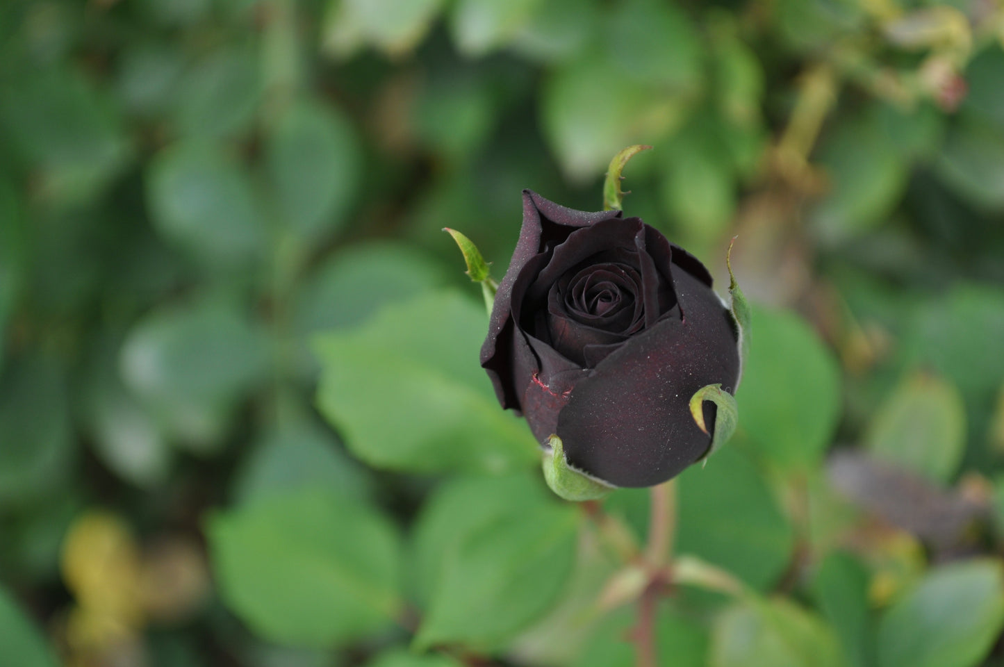 Black Rose Seeds – Grow Mysterious Dark Maroon Roses in Your Garden