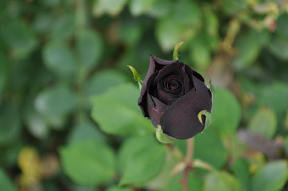 Black Rose Seeds – Grow Mysterious Dark Maroon Roses in Your Garden